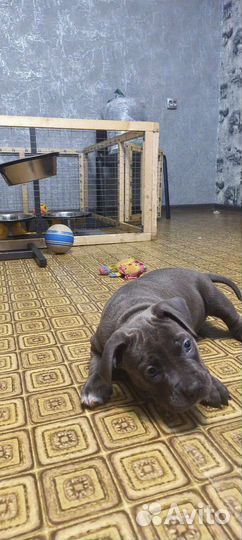 Американский булли классик