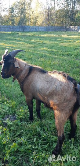 Чешский козел