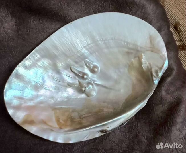 Ракушка с жемчугом