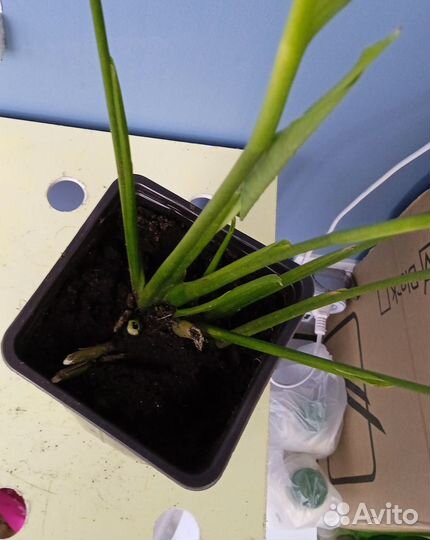 Спатифиллум Женское счастье