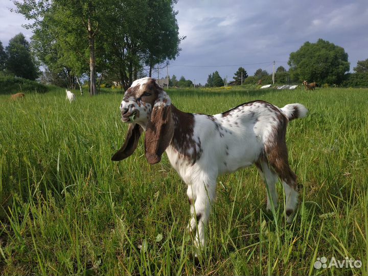 Нубийские козлята