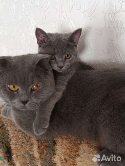 Шотландский кот вязка