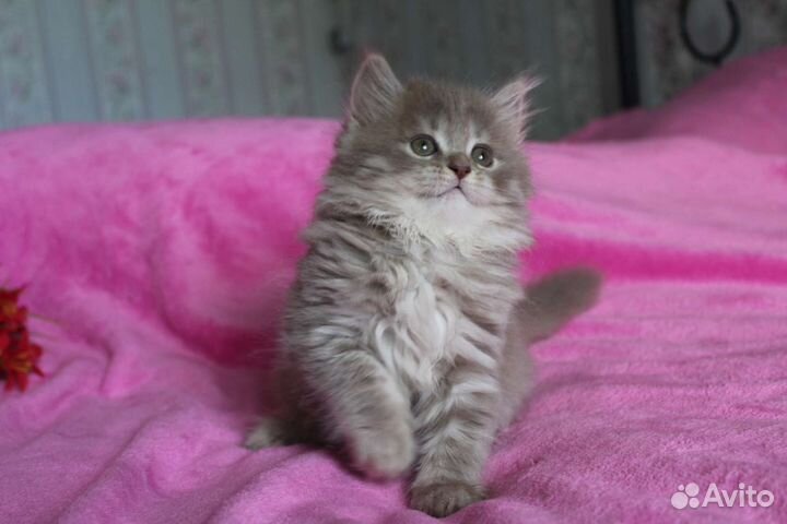 Хайленд страйт, лиловый и голубой окрас