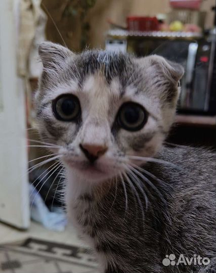 Вислоухий котёнок