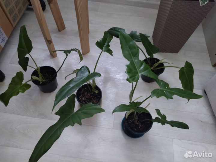 Филодендрон минарум