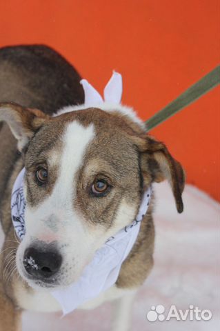 Азор-элегантный пес ищет дом