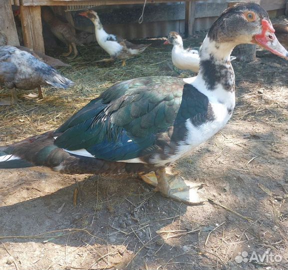 Мускусные индоутята