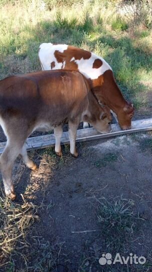 Бычки и телята