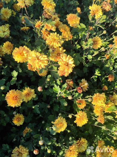 Незабудка, ирисы, хризантемы и др