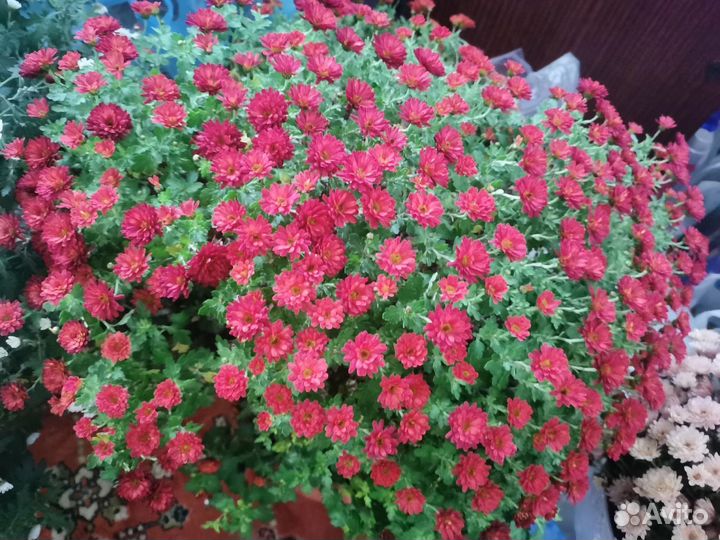 Хризантемы мультифлора