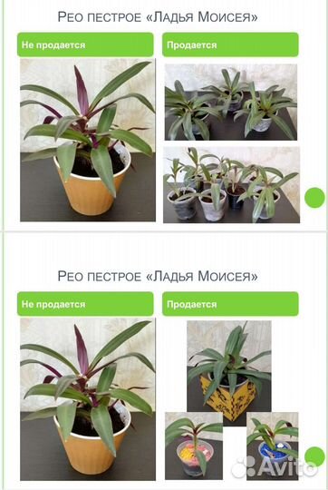 Комнатные растения