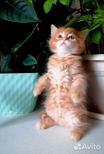 Настоящие сибиряки