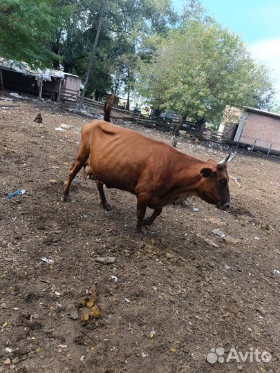Продается дойная корова