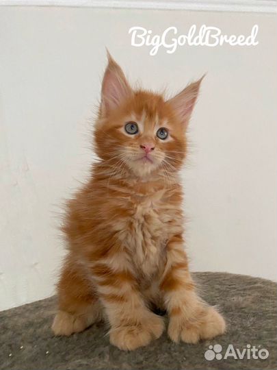 Котята мейн-кун полидакт