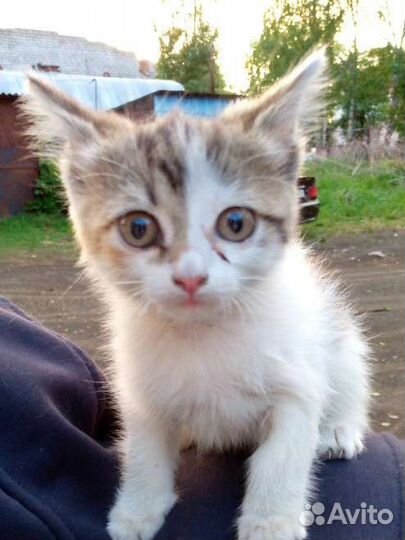 Котенок в дар бесплатно