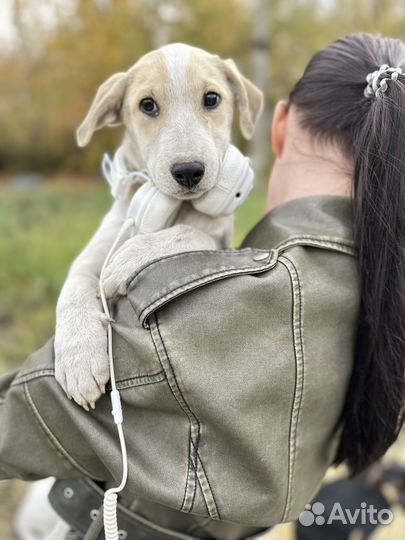 Щенок в добрые руки бесплатно