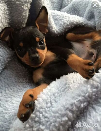 Цвергпинчер