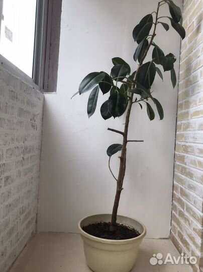 Фикус каучуконосный большой