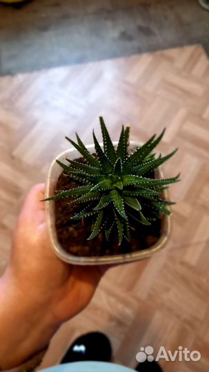 Комнатные цветы