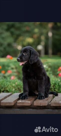 Малыш ретривера