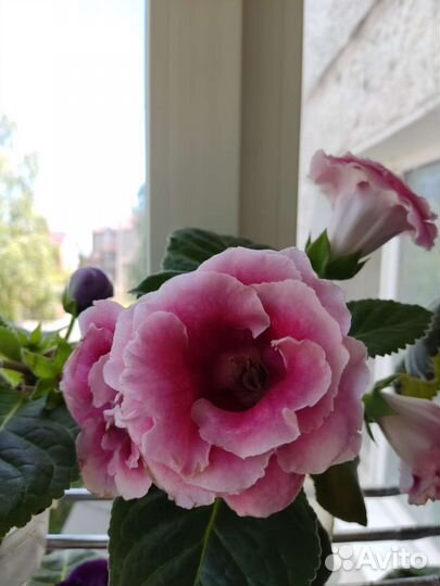 Глоксинии,стрептокарпусы