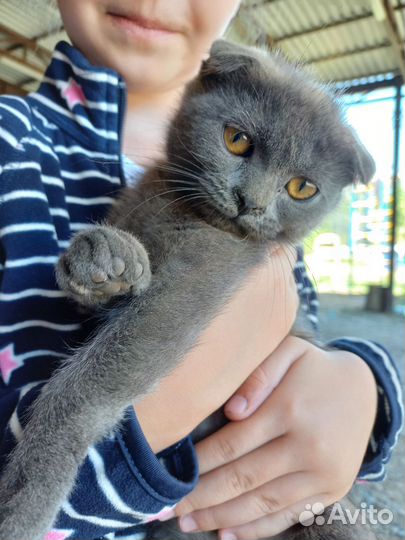Шотландская вислоухая
