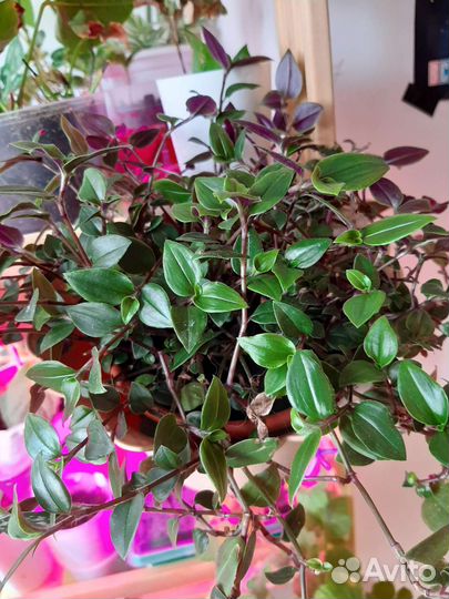 Традесканция