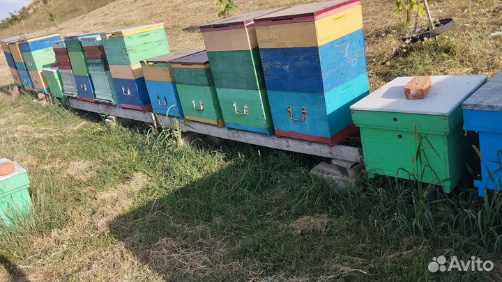 Улей с пчелами