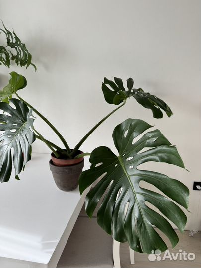Монстера крупная