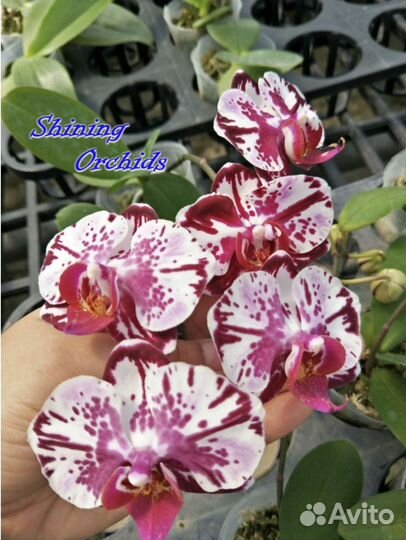 Орхидея Dtps.(Chian Xen Pearl x Sogo Cabin)