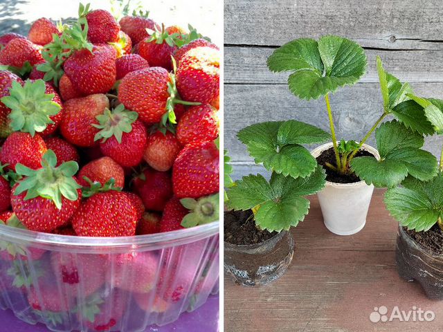 Саженцы клубники, земклуники купить в Новокузнецке | Товары для дома и ...