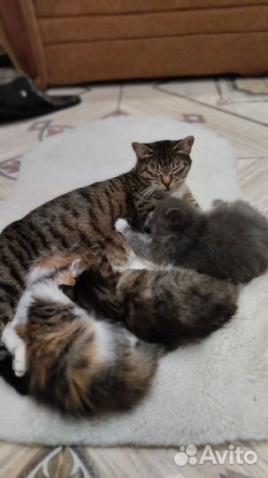 Кошка в дар