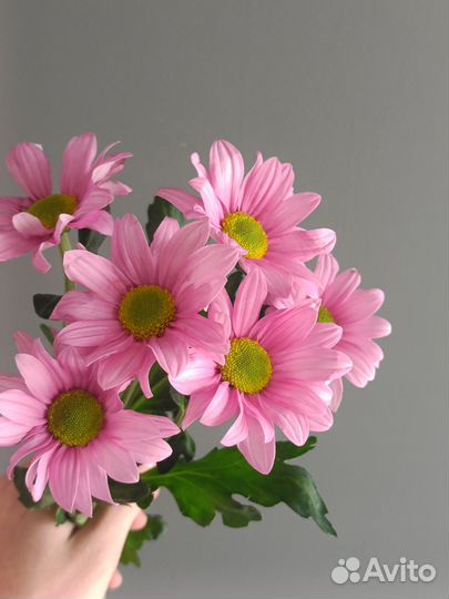 Хризантемы Букет хризантем 5 11 25 31 45 шт