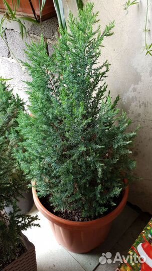 Ростения, Можжевельники