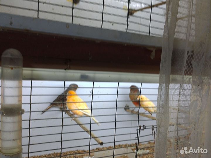 Канарейки пара зелёных.пара тёмна красных