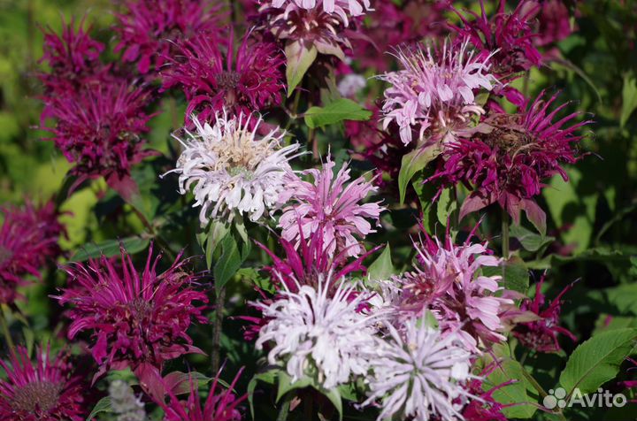 Цветы 150 видов. Прайс. ч.1