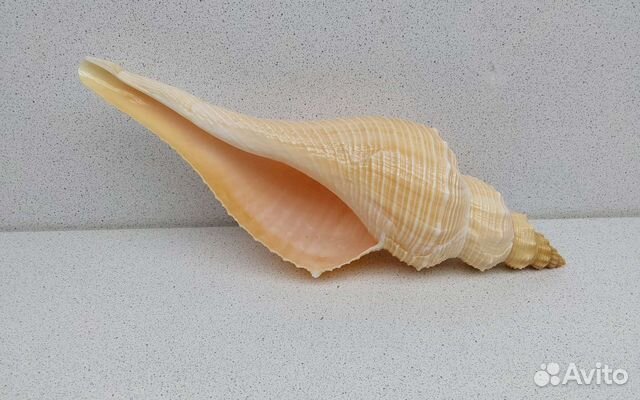 Хемифусус Туба 23,9 морская ракушка раковина