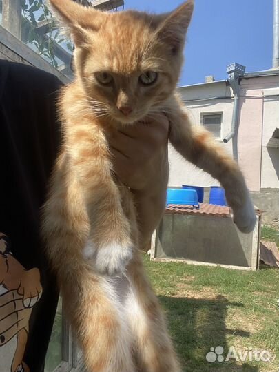 Кошка в дар