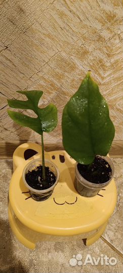 Комнатные растения