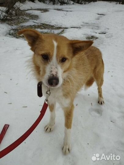 Миниатюрная рыжая собака из приюта в добрые руки