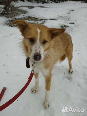 Миниатюрная рыжая собака из приюта в добрые руки