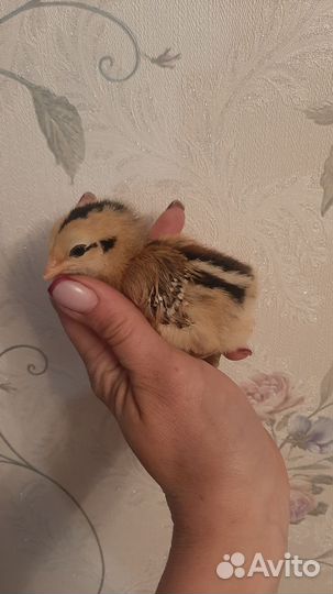 Цыплята Араукана