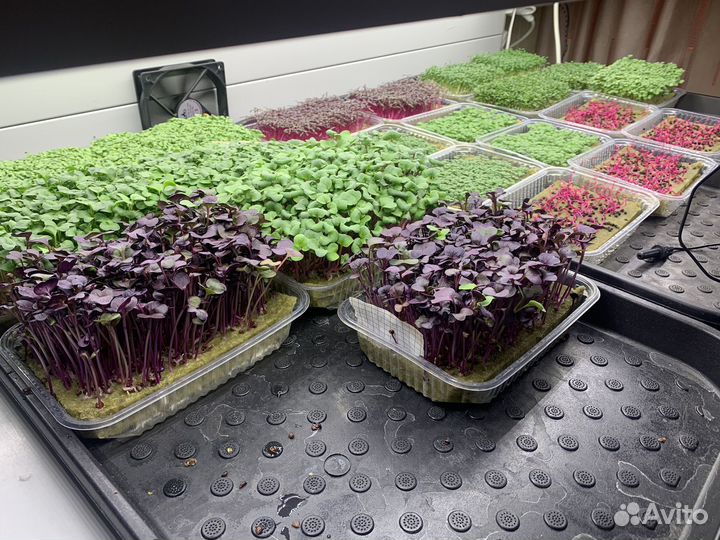 Микрозелень