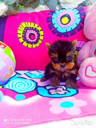 Щенки Йоркширского терьера мини