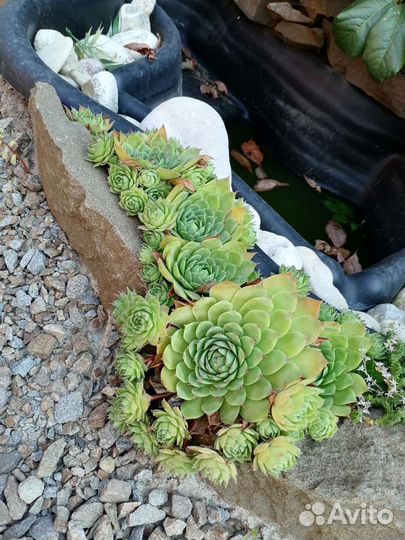 Папоротник, ежевика, молодило и садовые растения