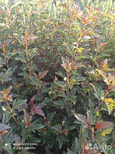 Пузыреплодник Андре (Andre)