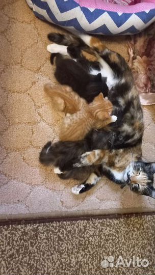 Кошки