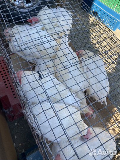 Курица несушка