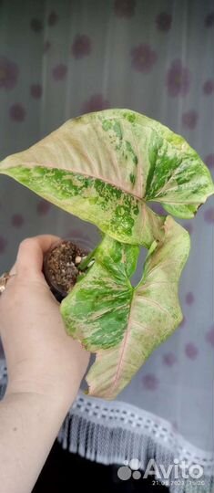 Сингониумы