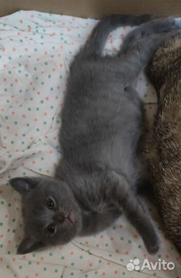 Котята в добрые руки бесплатно